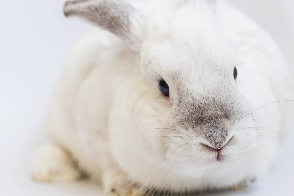 Choisir la meilleure cage et accessoires pour votre lapin nain